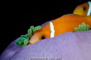 Nemo Found! by Marteyne Van Well 